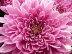 November Flower — Starz Psychics spiritual blog, psychic insights