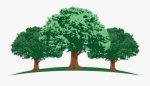 Do Your Research Before Planting One Of These Trees That Might Ruin Your Yard — Starz Psychics spiritual blog, psychic insights