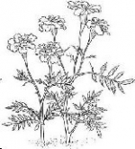 October Flowers — Starz Psychics spiritual blog, psychic insights