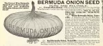 Remembering When Bermuda Was an Onion Island