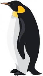 13 Things You Didn't Know About Penguins — Starz Psychics spiritual blog, psychic insights