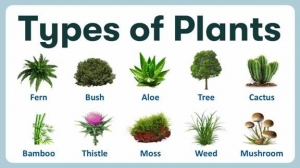 The Best Feng Shui Plants, According To Your Zodiac Sign  