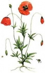 August Birth Flowers — Starz Psychics spiritual blog, psychic insights