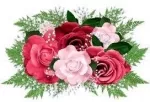 Rose: A Brief History & Meanings