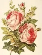 June Birth Month Flower - Rose Color Meanings