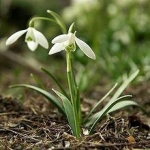 What To Do In The Garden In January — Starz Psychics spiritual blog, psychic insights