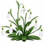 Snowdrops - Harbingers of Better Things to Come — Starz Psychics spiritual blog, psychic insights