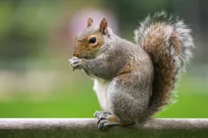 Spirit Animals - Totem Animal Guide the Squirrel