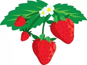 Amazing Strawberries