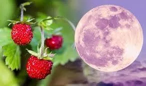 Full Strawberry Super Moon ~ The Labyrinth 