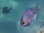 Fish Flock to the Super-Salty Wastewater of the Sydney Desalination Plant  