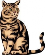 Tabby Cats — Starz Psychics spiritual blog, psychic insights