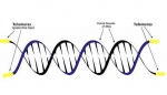 What Is A Telomere? — Starz Psychics spiritual blog, psychic insights