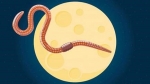 Full Moon March 2019 ~ Lift The Veil — Starz Psychics spiritual blog, psychic insights
