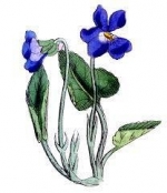 February Birth Flower: Violet — Starz Psychics spiritual blog, psychic insights
