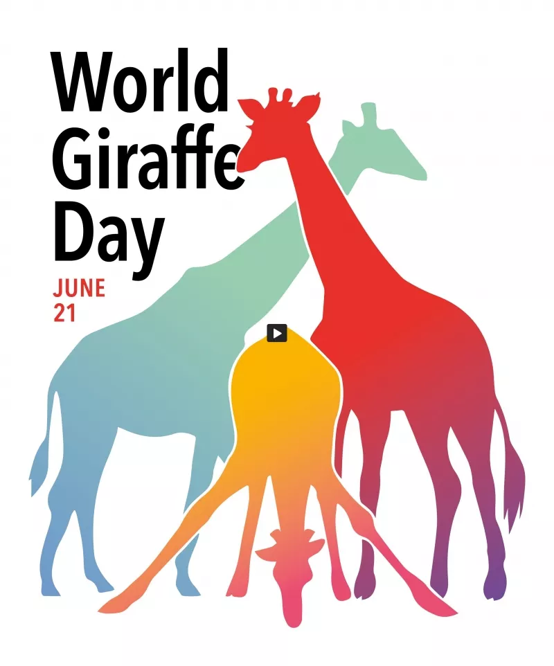 #World #Giraffe #Day - June 21