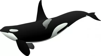 Killer whales are more COW