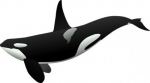 Killer whales are more COW — Starz Psychics spiritual blog, psychic insights