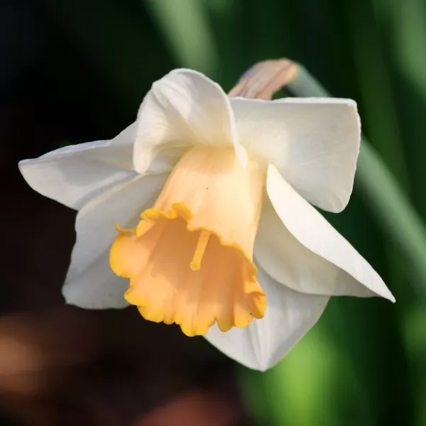 March Birth Flower - Daffodil