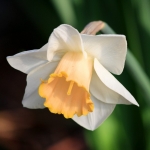 March Birth Flower - Daffodil — Starz Psychics spiritual blog, psychic insights