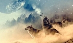 Wolf Medicine According to Native Americans — Starz Psychics spiritual blog, psychic insights