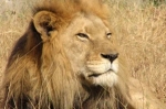 World Lion Day — Starz Psychics spiritual blog, psychic insights