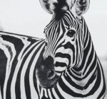Scientists Finally Solved The Age-Old Mystery About Why Zebras Have Stripes   — Starz Psychics spiritual blog, psychic insights